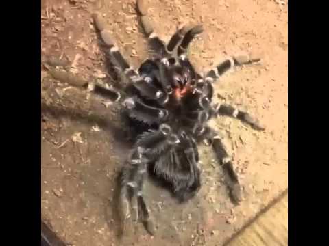 แมงมุมทารันทูล่า