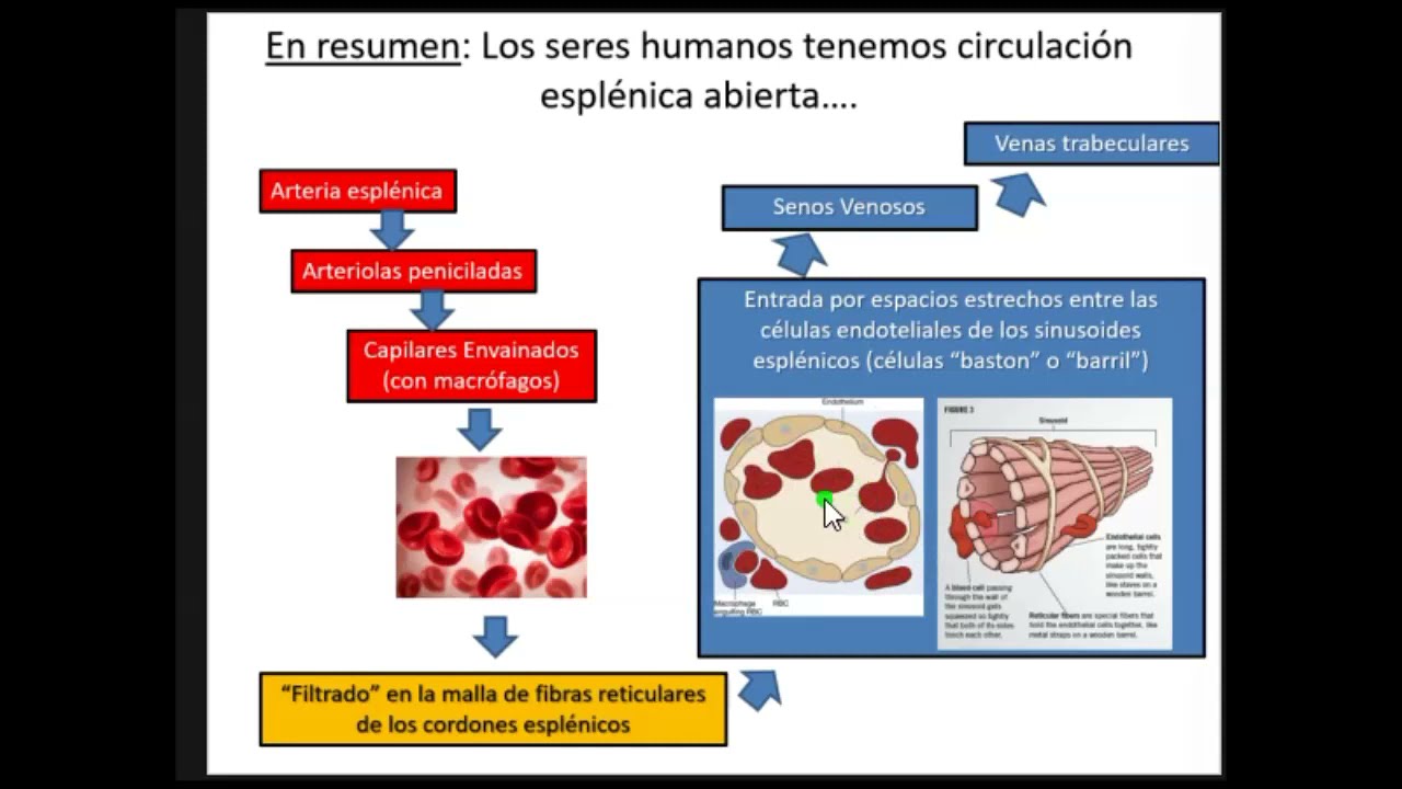 Circulacion esplénica