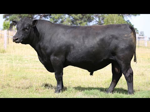 GRANITE RIDGE QUICKSILVER Q12