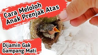 Download lagu Cara Meloloh Anak Prenjak Atas Biar Gak Gampang Mati mp3