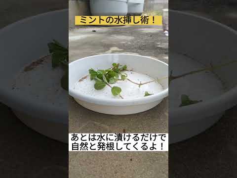 ヘビに対してペパーミントを使用するにはどうすればよいですか?庭園の秘密  庭園