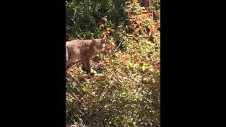 Saw a bobcat near where Fern Truck Trail and Gabrielino Trail meet.