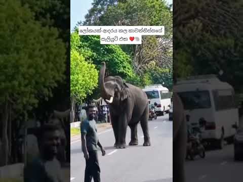 කාවන්තිස්ස ❤️ kawanthissa #elephant #srilanka #animals #viralvideo