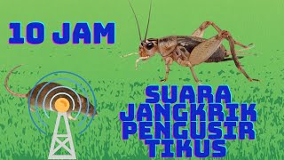 Download lagu Suara Jangkrik Pengusir Tikus 10 Jam mp3