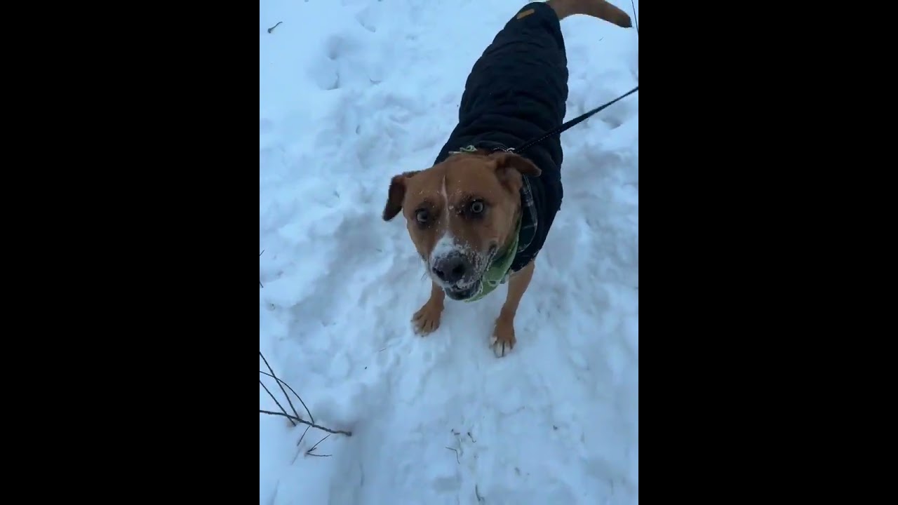 Enlarge Felice, a ADOPTABLE mixed breed in Kingston, ON video 6/6