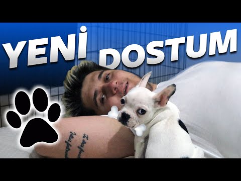 MY NEW DOG HOLLYWOOD!