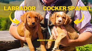 LABRADOR VS. COCKER: Who Wins 8-WEEK OLD PUPPIES