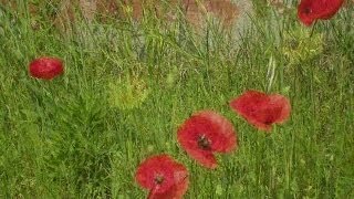 Julianna Barwick              -             The Magic Place