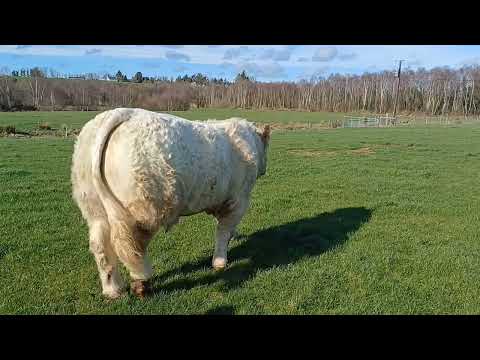 Lot 22 & 27 Charolais Premier sale this Saturday - Image 2