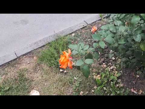 Targu Ocna jud. Bacau