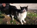 Pink Nosed Cat Meowing And Trilling At Same Time Is Unbelievably Cute