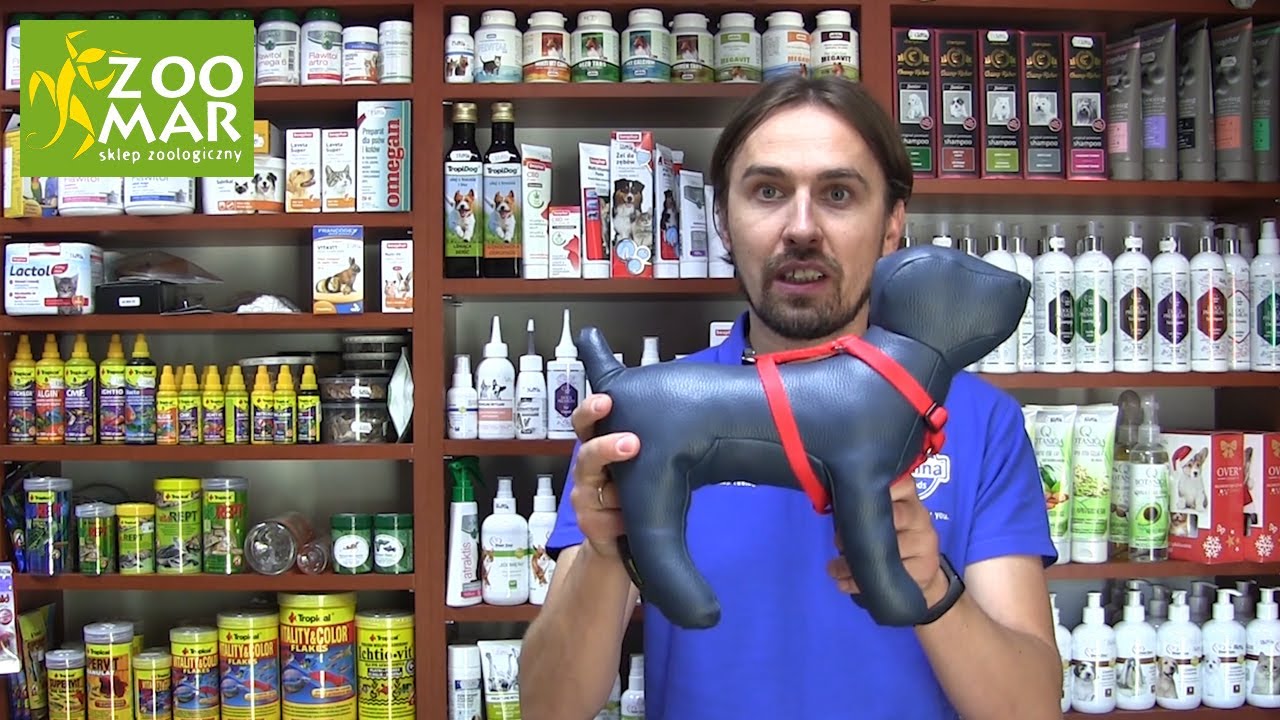 Jak dobrać szelki dla psa