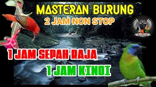Download lagu Masteran Duet Sepah Raja & Kinoi mp3