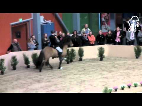 WorldTölt Odense 2013 - Jóhann & Hnokki T1 - isibless