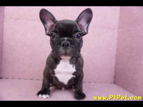 09/18虎斑色法國鬥牛母幼犬1號(屏東泰武)