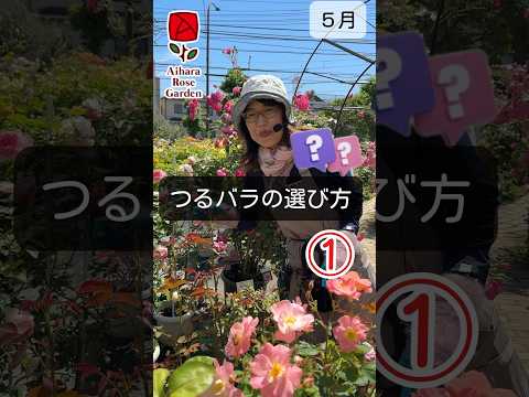 目的や条件に合わせて、屋外用のつる性の花はどれを選べばいいのでしょうか？  庭園