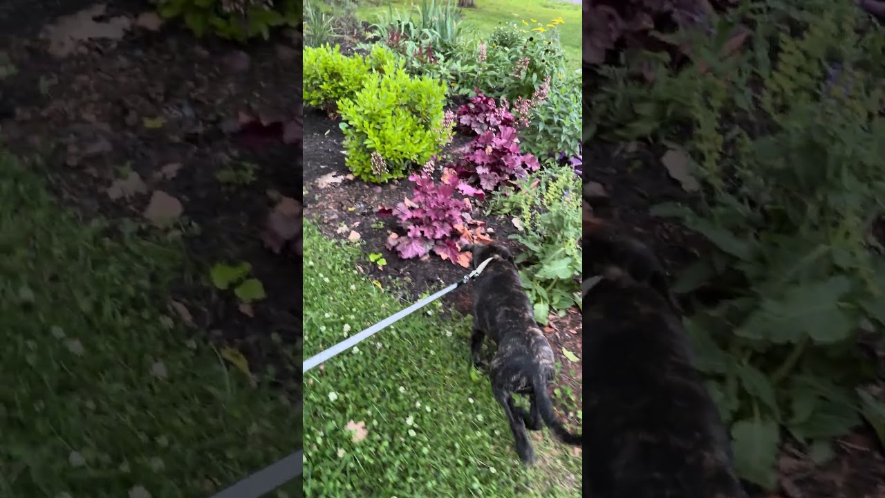 Iris Mae - Pending Adoption, a Adoptable mixed breed in Nashville, TN video 6/6