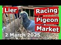 Racing Pigeon Market Lier Belgium 2 March 2025