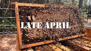 Late April | #colesfarmnc #jacksonvillenc #beekeeping