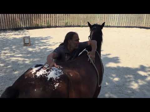 MUSTANG MAKEOVER Team Jan (TAG 3909) - Update 5