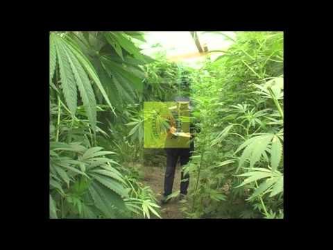 Legalization video thumbnail