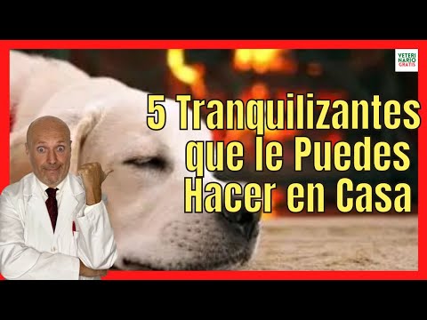 HOW TO MAKE 5 TYPES OF HOMEMADE DOG TRANQUILIZER