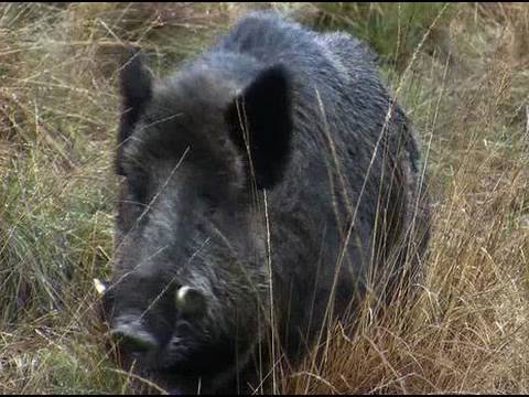 Fieldsports Britain – Hunting British wild boar, woodcock bonanza, wildfowling and Quex Museum Fieldsports Britain – Hunting British wild boar, woodcock bonanza, wildfowling and Quex Museum