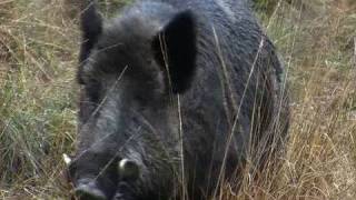 Fieldsports Britain – Hunting British wild boar + woodcock bonanza + Quex Museum – episode 13