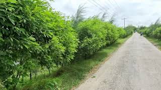 স্ট্রীপ বাগান