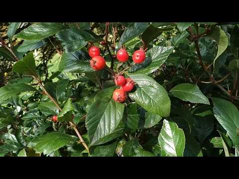 Cockspur Hawthorn (Crataegus crus-galli)