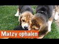 Eindelijk Matzy ophalen ? | DierenpraatTV