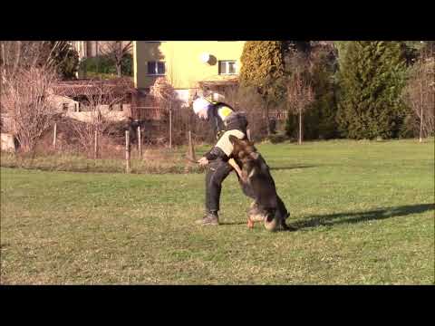 CHS MIRAVA - Romeo z Jukasu x Onyxia Duffmar