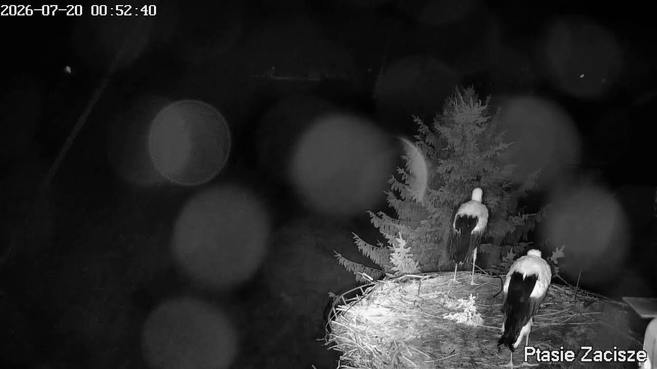 Live webcam view of Osti & Lenka White Stork Nest