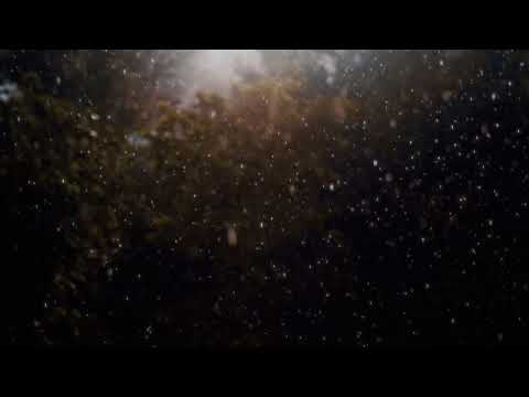 Morning Rain - Mick Flannery