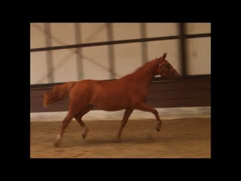 PAV EARLY GIRL 2j. v. PAV Szenario - New Star