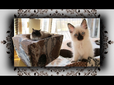 DIY 😻 Katzen Trampolin Spielhöhle aus Karton Teil 1 | Cat Game cave