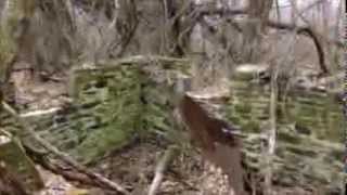 preview picture of video 'Abandoned Ruins At Patapsco Park Hanover Area Trail 2-9-14'