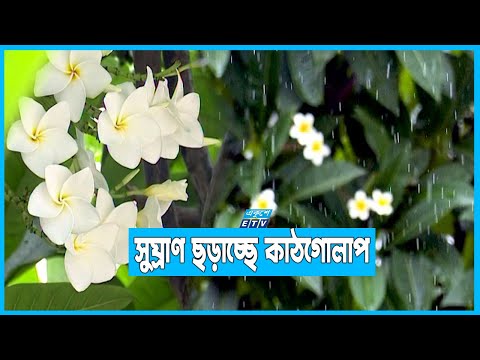 বর্ষায় প্রাণবন্ত হয়ে ওঠছে স্নিগ্ধ মায়াবী কাঠগোলাপ