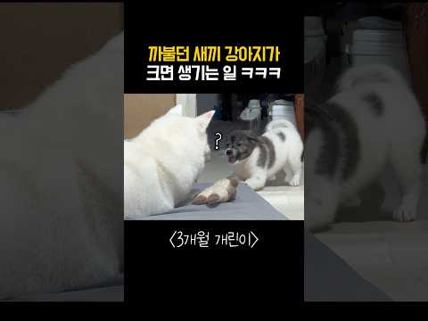 까불던 새끼 강아지가 크면 생기는 일 ㅋㅋㅋ #shorts