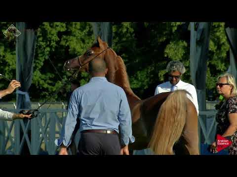 N.47 ALMAA ATHBAH - Chantilly 2018 AHO World Cup - Yearling Colts (Class 6A)