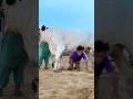 MANDI ADVENTURE Funny Trending Bakramandi Eidmubarak