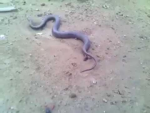 Female snake pragnancy