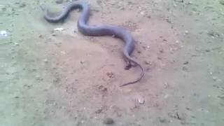 Female snake pragnancy