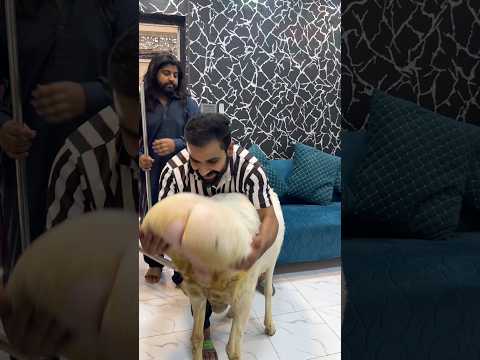 Biggest chakidumba gussa kr gya😂 #ytshorts #petlover #shorts #india #youtubeshorts #viral #qurbani