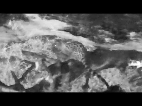 Genet hunting frogs on the fallen tree in the corner of the dam at Djuma cam 1/9/26