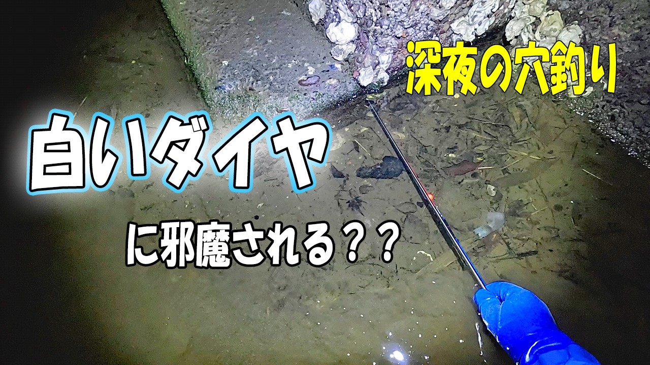 深夜に穴釣りに行ったらアレに邪魔された！【白いダイヤ】
