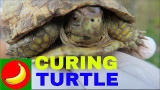 HOW TO CURE THE WOUND OF A TURTLE