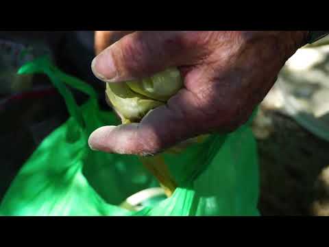 An Idea Is All We Are trailer