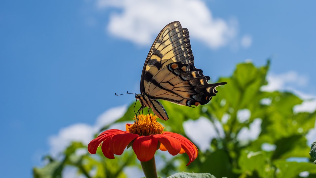 アゲハ蝶 - ポルノグラフィティ（フル）