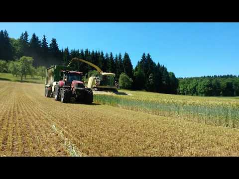 Triticale GPS häckseln mit Krone Big X 700, Case Puma 240 und Krone ZX 400